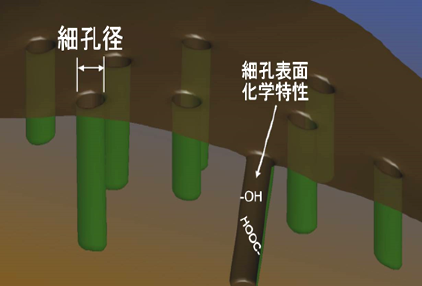 MSCの細孔-1