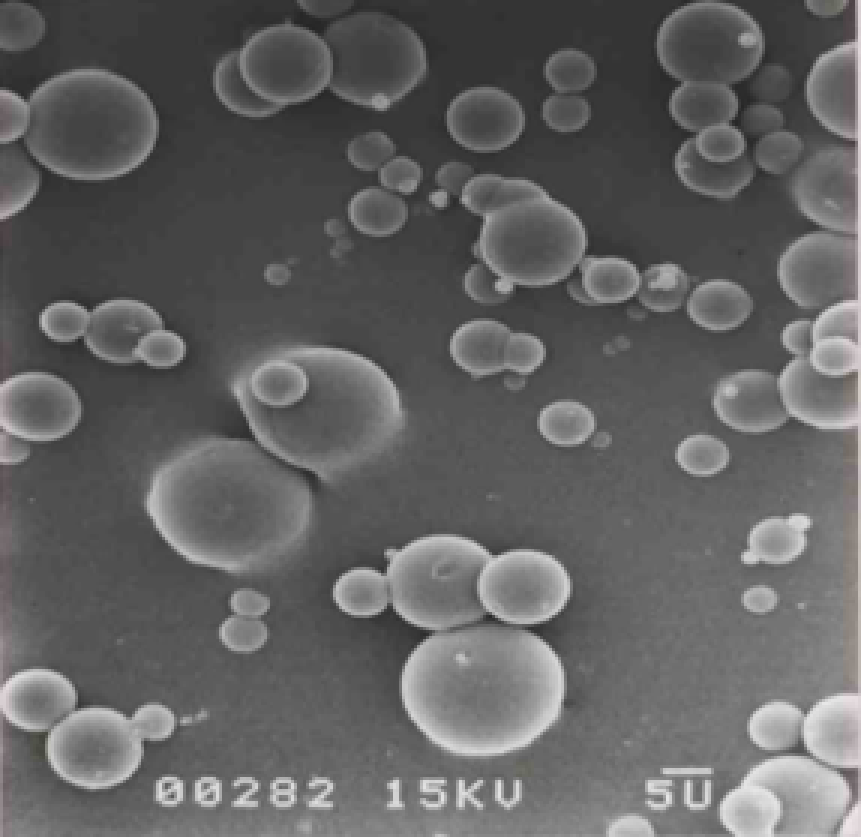 ベルパールS890のSEM写真